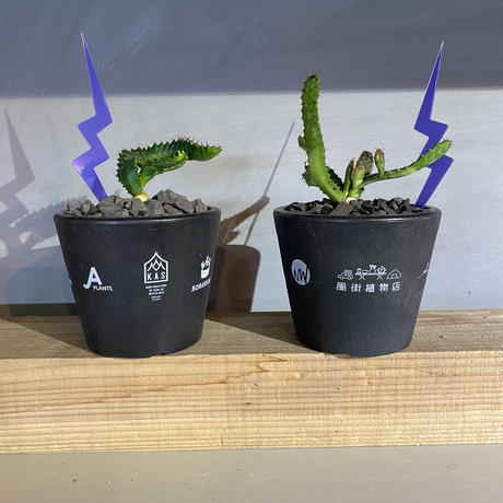 植物 鉢 風街植物店 イベント限定プラ鉢 3号 ユーフォルビア ステラータ 実生株 キャ