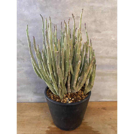 ユーフォルビア