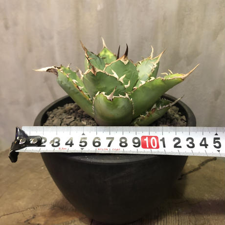 5c136adb27b44e3762ae11ef