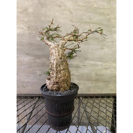 オペルクリカリア パキプス 発根済み 塊根植物 コーデックス マダガスカル現地株 A P