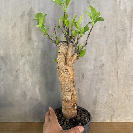 バオバブ アダンソニア ディギタータ 2番 塊根植物 コーデックス の A Plants