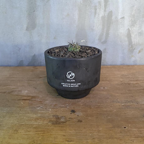 コピアポア シネレア 黒王丸 実生株 Valiem 塊根植物 コーデックス 多肉植物 現地