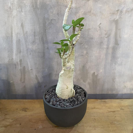 アデニウム Valiem 砂漠の薔薇 塊根植物 コーデックス 多肉植物 A Plant