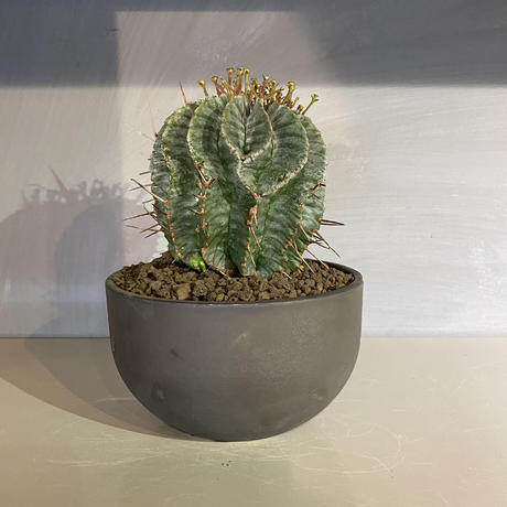 植物 鉢 ユーフォルビア ホリダ メス Valiem ボウルlサイズ 塊根植物 コーデ