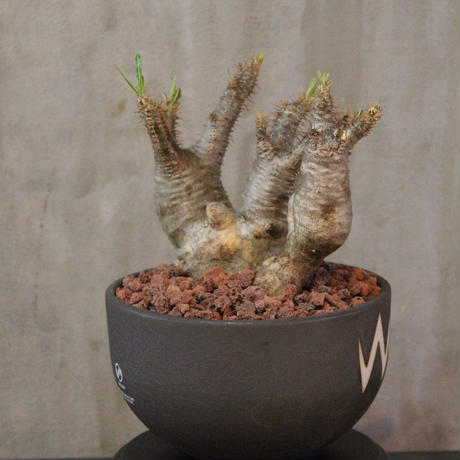 激安な パキポディウム グラキリス valiem鉢 - 植物/観葉植物 激安な パキポディウム グラキリス valiem鉢 - 植物/観葉植物