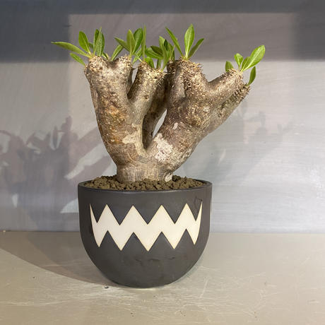 販売済み 植物 鉢 パキホディウム イノピナーツム 現地球 Valiem ボウル Mサイズ