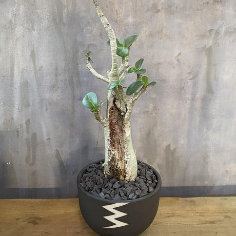 アデニウム Valiem 砂漠の薔薇 塊根植物 コーデックス 多肉植物 A Plant