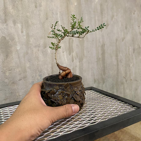 植物 鉢 オペルクリカリア パキプス実生株 Clayman Flake Sサイズ 火星人