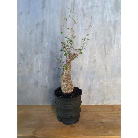 オペルクリカリア パキプス Kikko Small Hole Lサイズ 塊根植物 コーデ