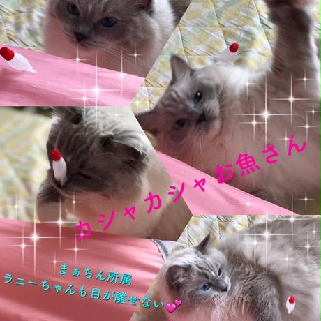 5b82bcc750bbc35cf000128d