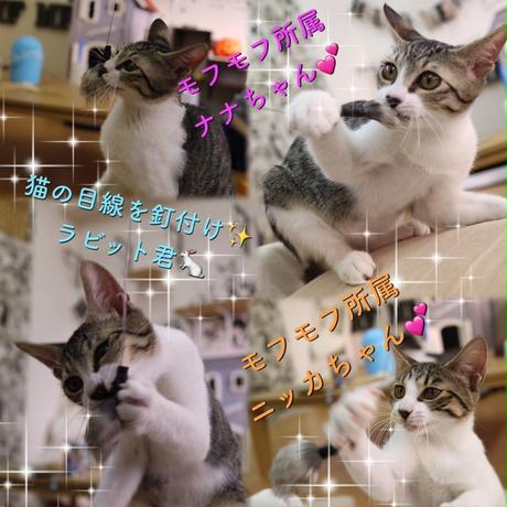5bdfe600ef843f5bdc000171