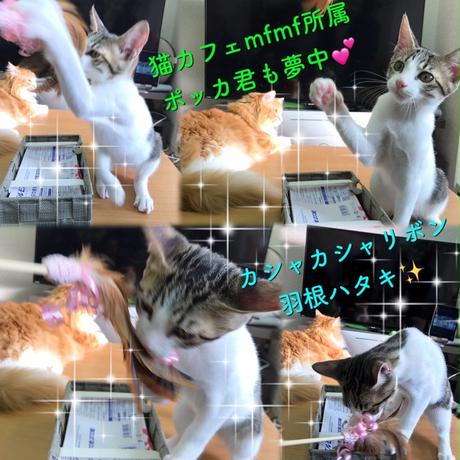 5bcc5dbbef843f4f9c00041f