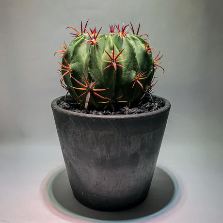 フェロカクタス Stores