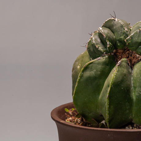 アストロフィツム Stores