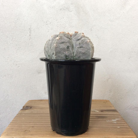 なかの商店 Stores