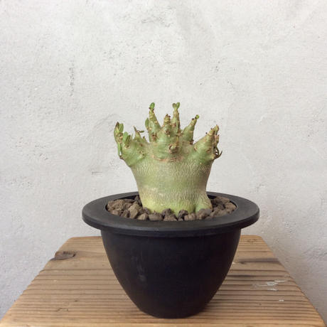 なかの商店 Stores