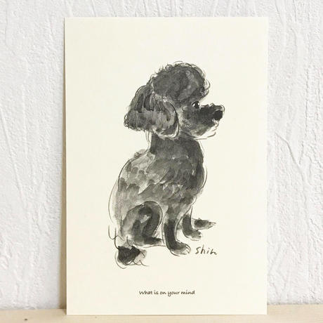 トイプードル黒 Stores トイプードル黒 Stores