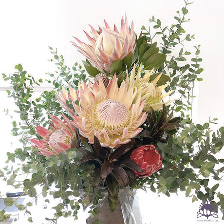 キングプロテア Stores