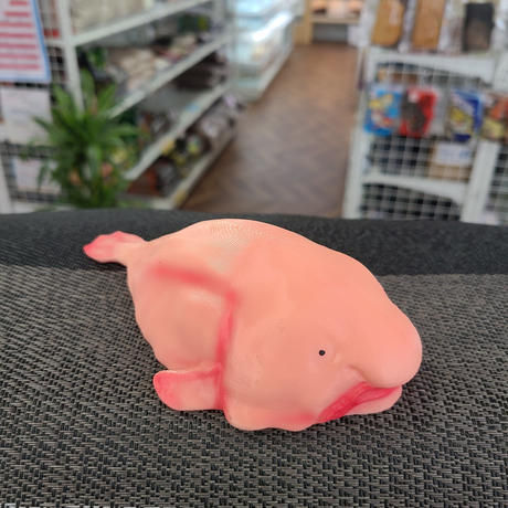 ブロブフィッシュ Stores