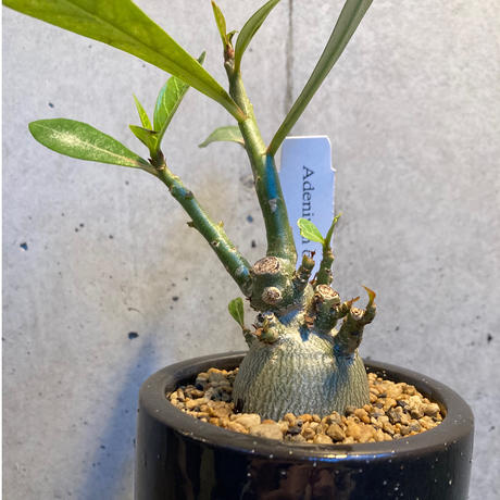 砂漠の薔薇 Stores