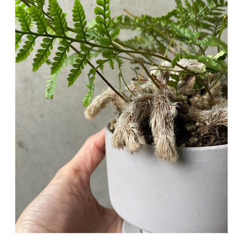 トキワシノブ Stores