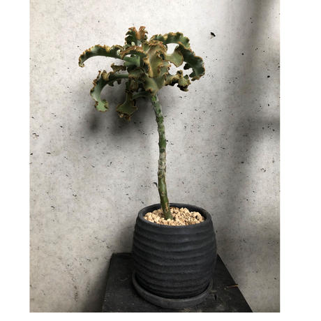 カランコエ Stores