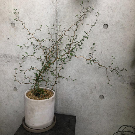 ソフォラミクロフィラ Stores