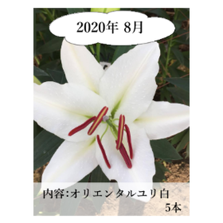 5ee80e0fd26fa57dca52c7dd