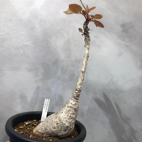 Stores 塊根植物の検索結果