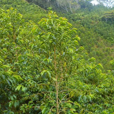 5d4676388e691941c35cb13c