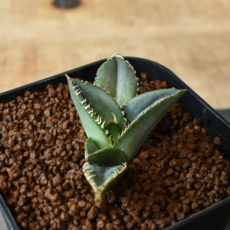 人気新品 ディアボロビアンコ 白い悪魔 - harald-seubert.de