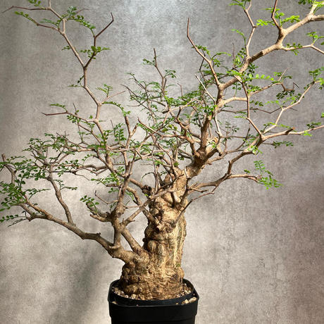 オペルクリカリアパキプス Stores