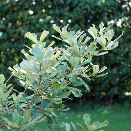 5baeae0c5496ff49d00004ee