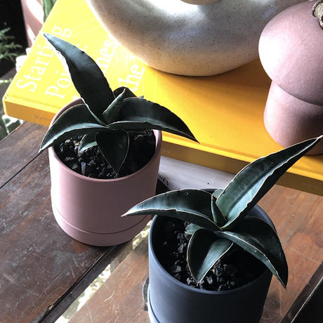 サンセベリア Stores