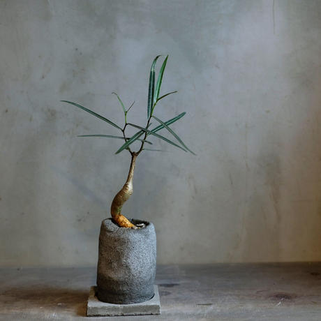 ブラキキトン Stores