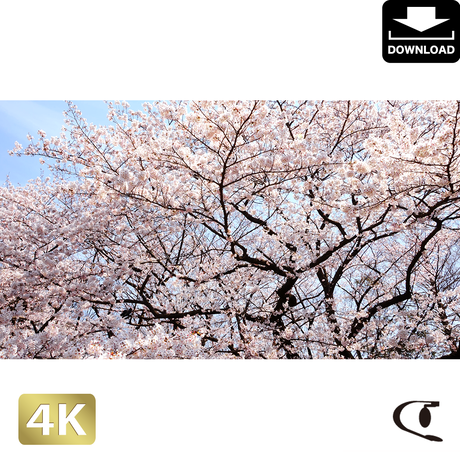 5aac628e6bf1395f1800085d