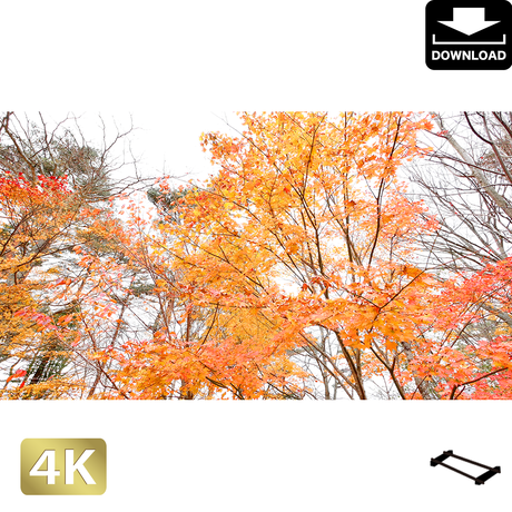 5a98cd2e5f78664d4000315a