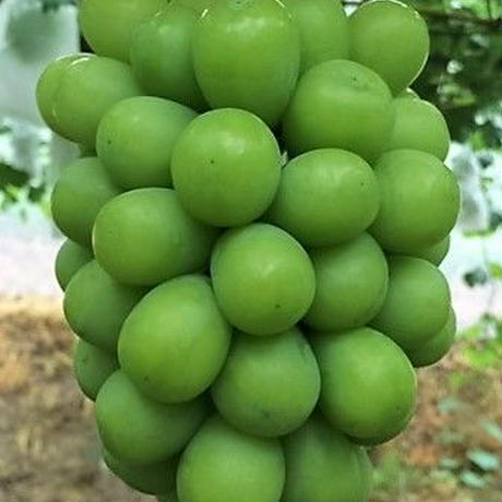 5c1bb77427b44e0557e4e6a6
