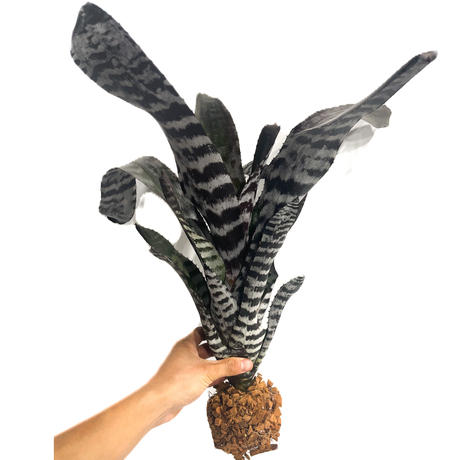 タンクブロメリア Stores