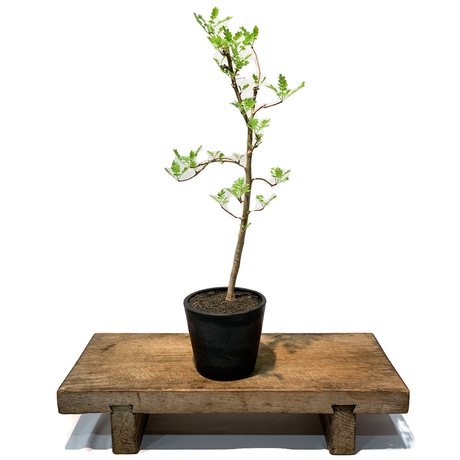 Stores 観葉植物の検索結果