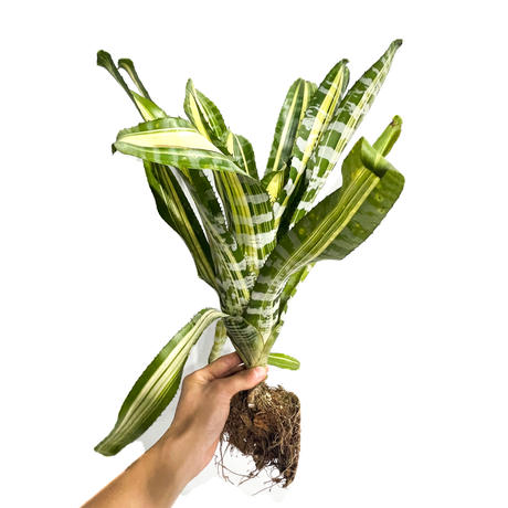 タンクブロメリア Stores