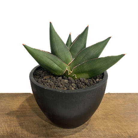 サンスベリア バンテン sansevieria bang-teng