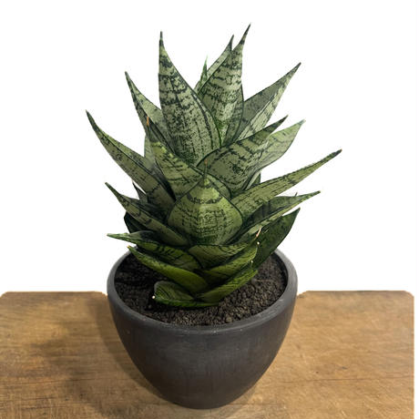 サンスベリア バンテン sansevieria bang-teng