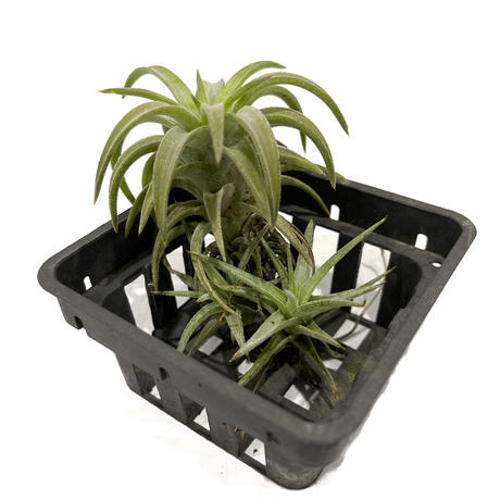 タンクブロメリア Stores