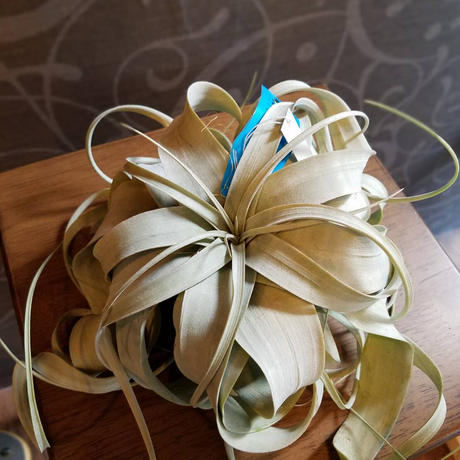 キセログラフィカ Stores