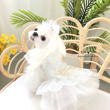 犬ドレス Stores