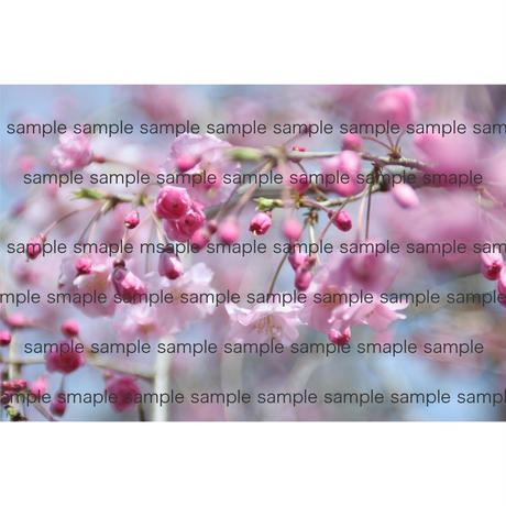 5ec26d81bd21780ea08ec20c