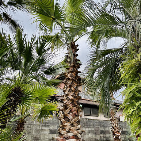 サンプル/ワシントンヤシ★幹高1m=5.5万/2枚目=1.5m★大小様々来園選択 ワシントンヤシ、1、5m