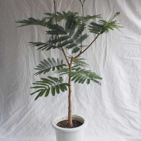 エバーフレッシュ Stores