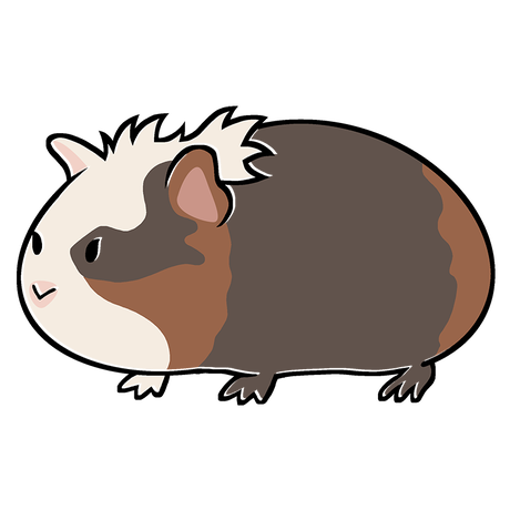 モルモット Stores モルモット Stores